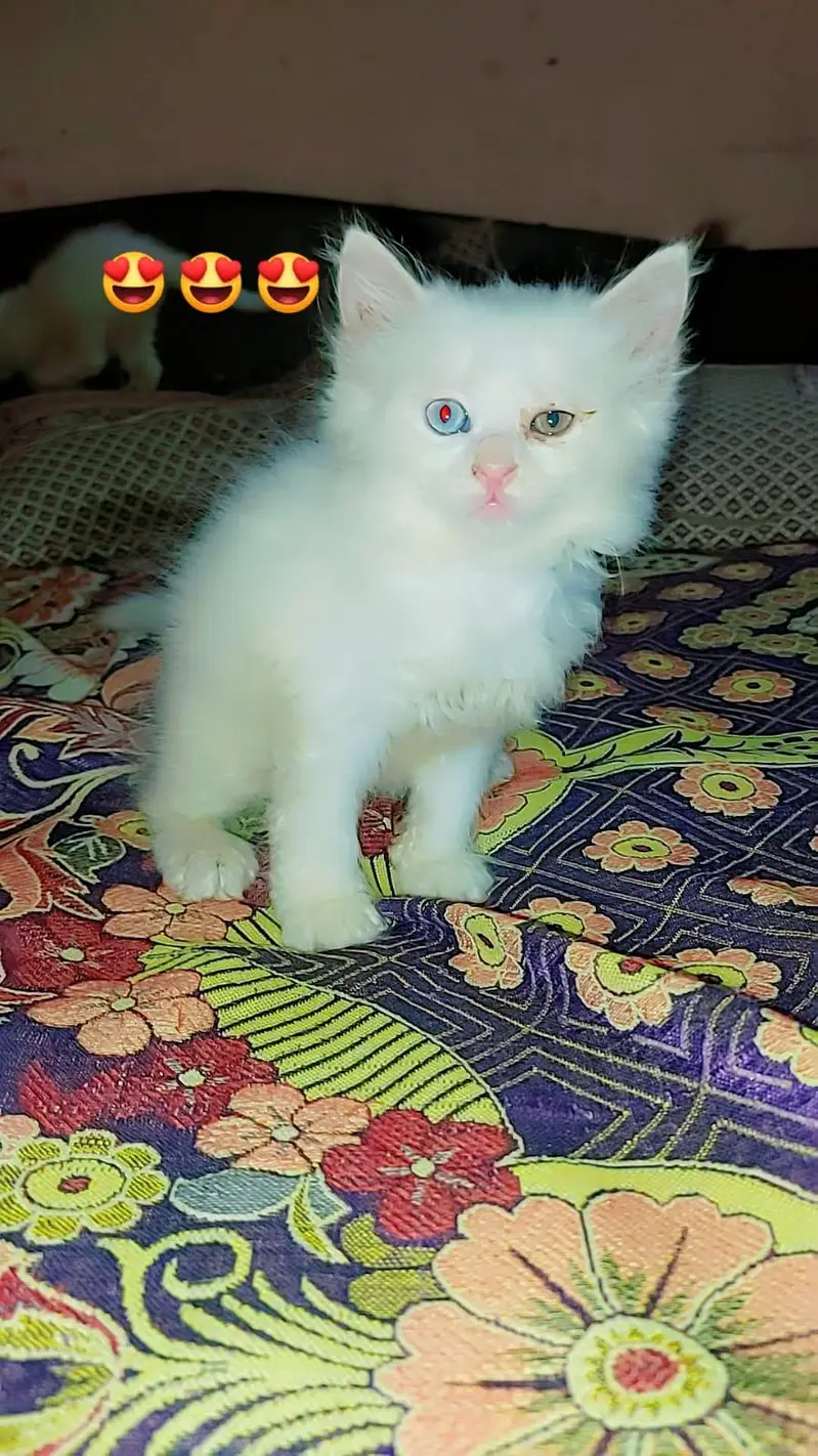 Persian kittens /odd eyes kittens — photo 2