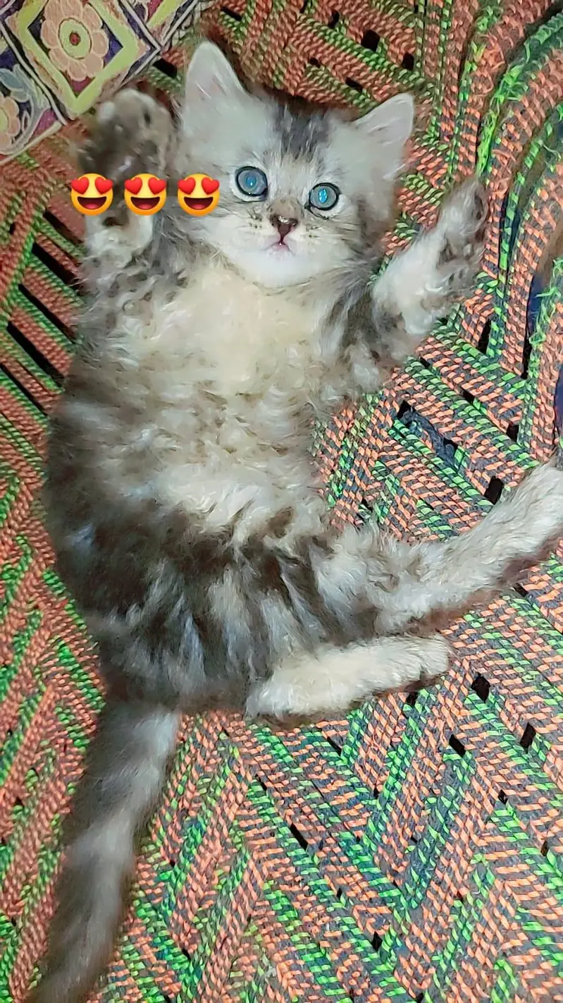 Persian kittens /odd eyes kittens — photo 3