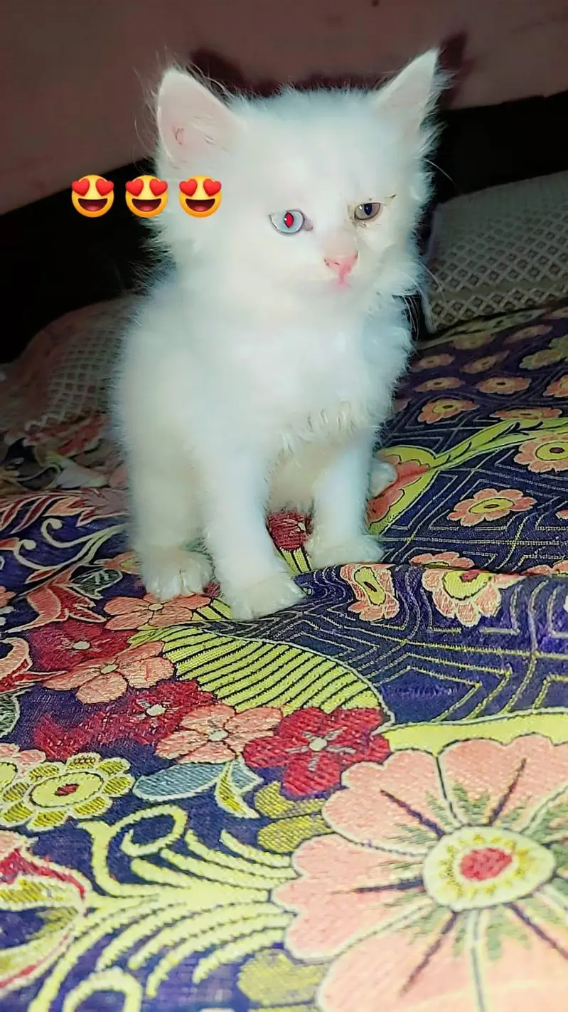 Persian kittens /odd eyes kittens — photo 4
