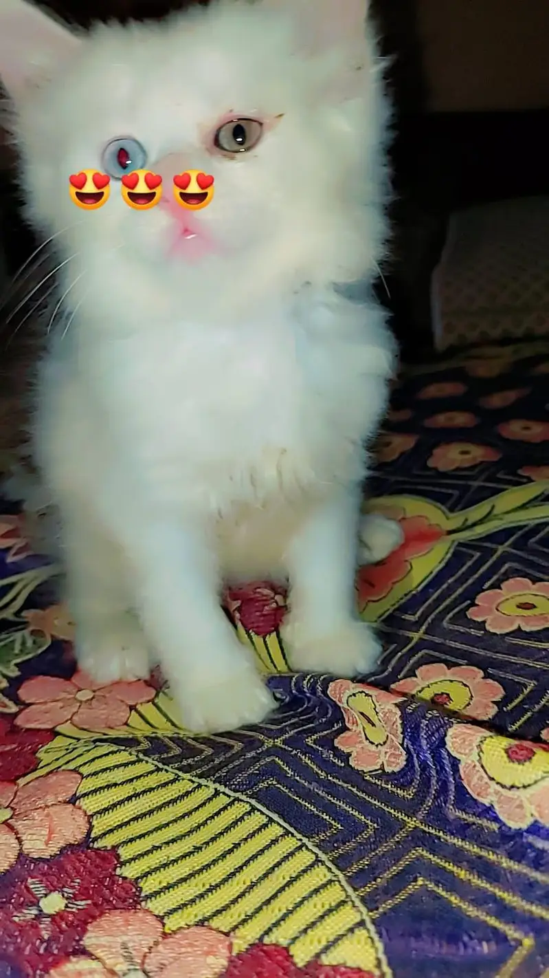Persian kittens /odd eyes kittens — photo 5