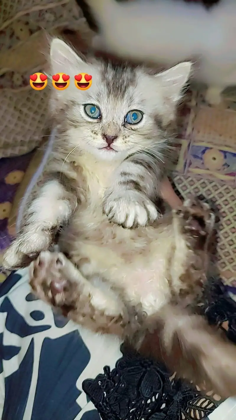 Persian kittens /odd eyes kittens — photo 6