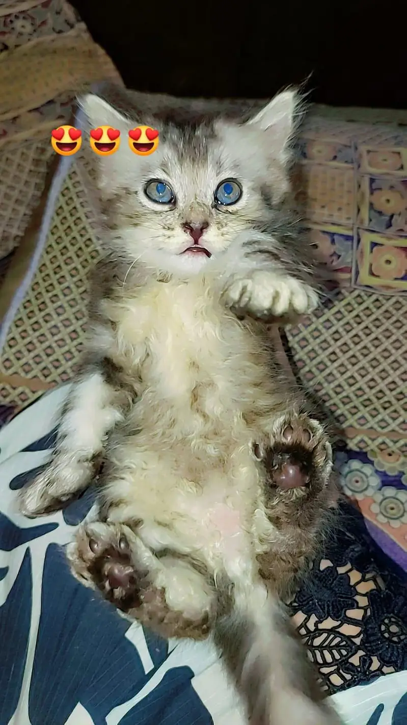 Persian kittens /odd eyes kittens — photo 7