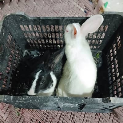 Healthy and beautiful New Zealand White and Black Desi rabbits availab