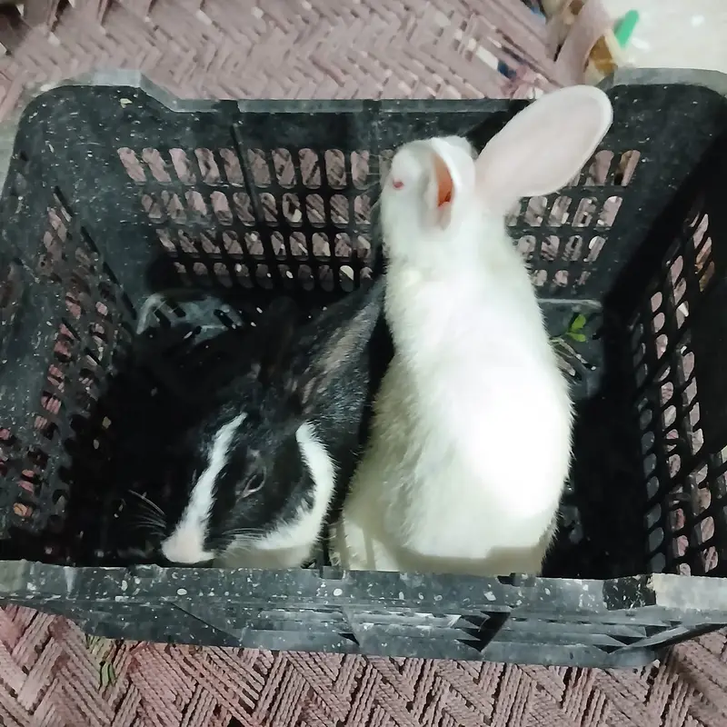 Healthy and beautiful New Zealand White and Black Desi rabbits availab
