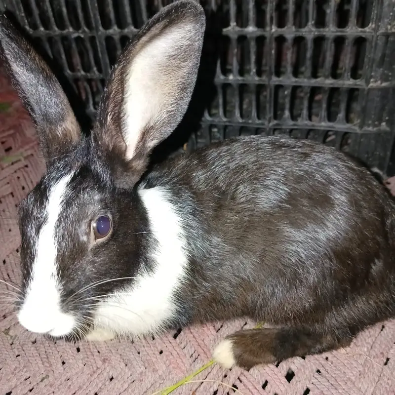 Healthy and beautiful New Zealand White and Black Desi rabbits availab — photo 6