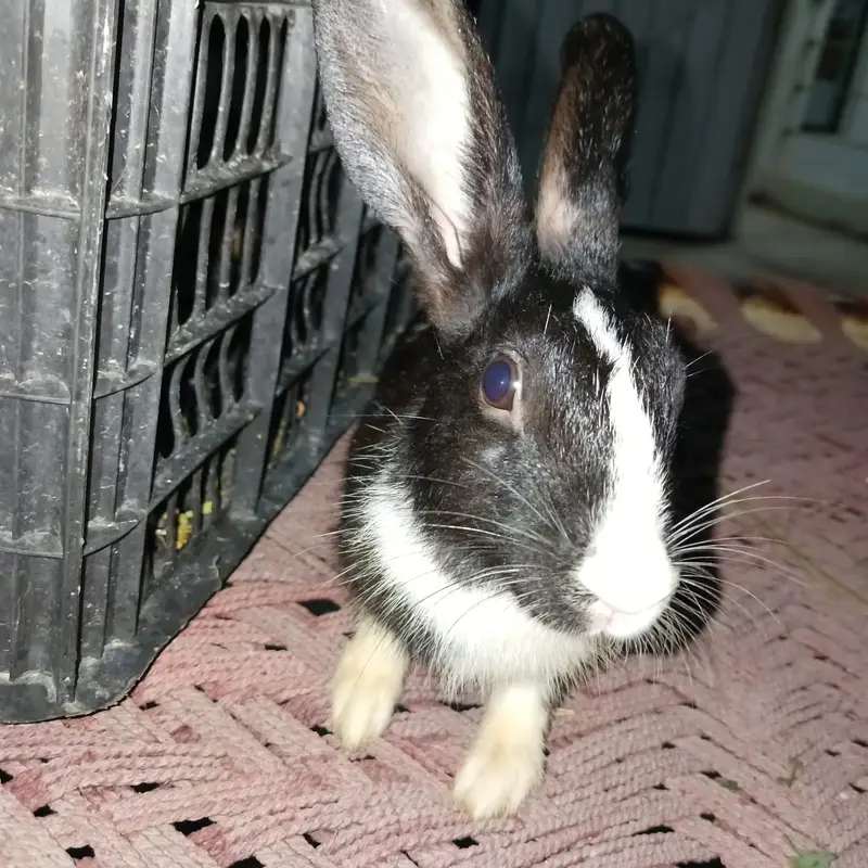 Healthy and beautiful New Zealand White and Black Desi rabbits availab — photo 7