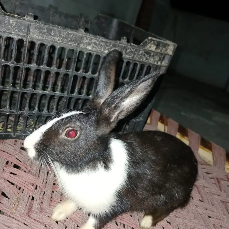 Healthy and beautiful New Zealand White and Black Desi rabbits availab — photo 8