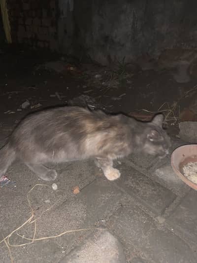 Cat  female breed nahi pta mesg only watsapp 03309450404