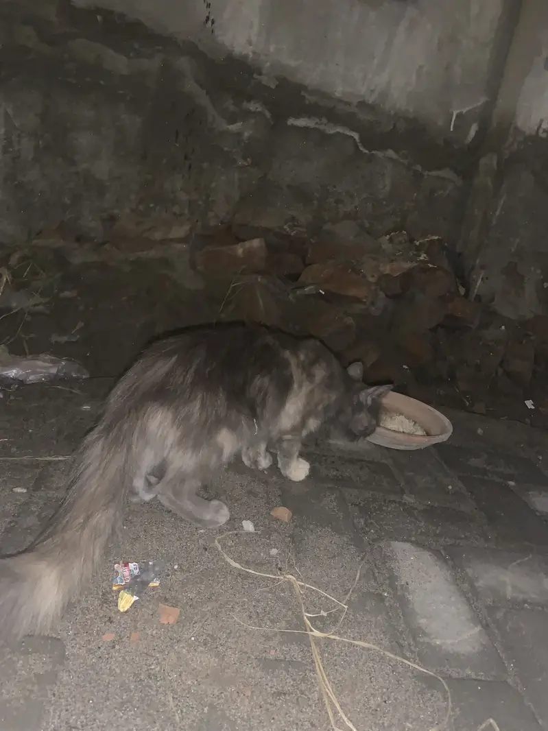 Cat  female breed nahi pta mesg only watsapp 03309450404 — photo 2