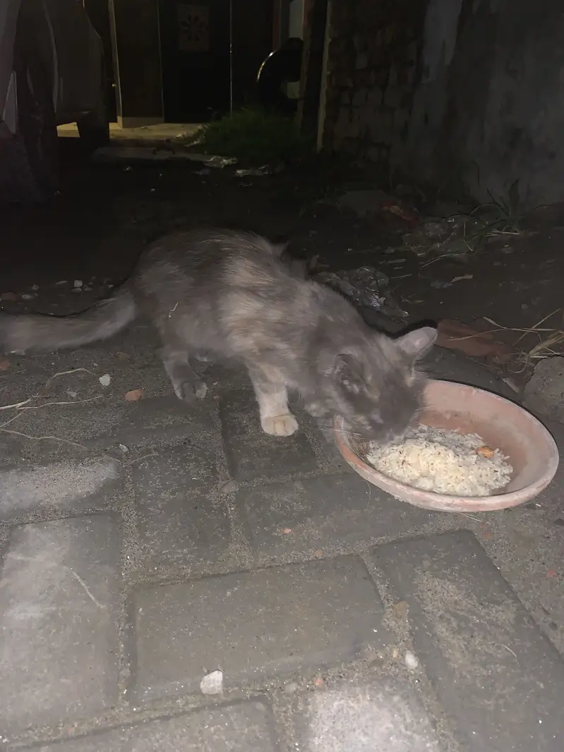 Cat  female breed nahi pta mesg only watsapp 03309450404 — photo 3
