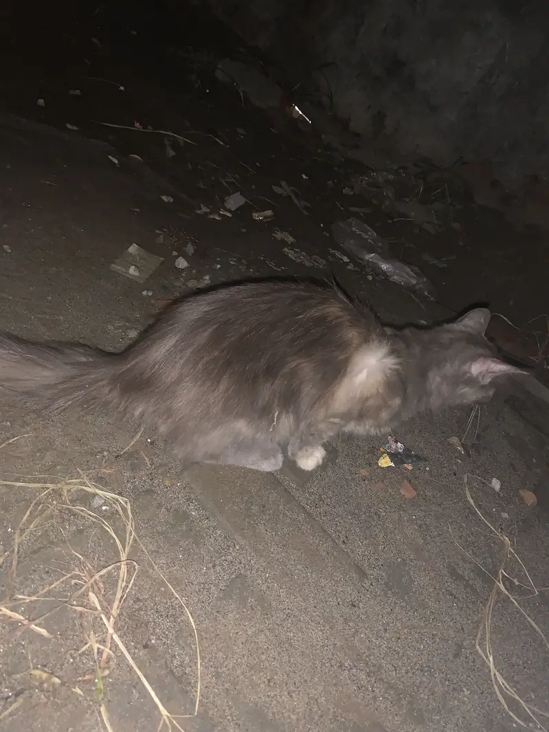 Cat  female breed nahi pta mesg only watsapp 03309450404 — photo 4