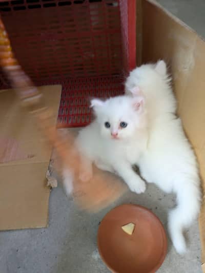 Persian kittens punch face