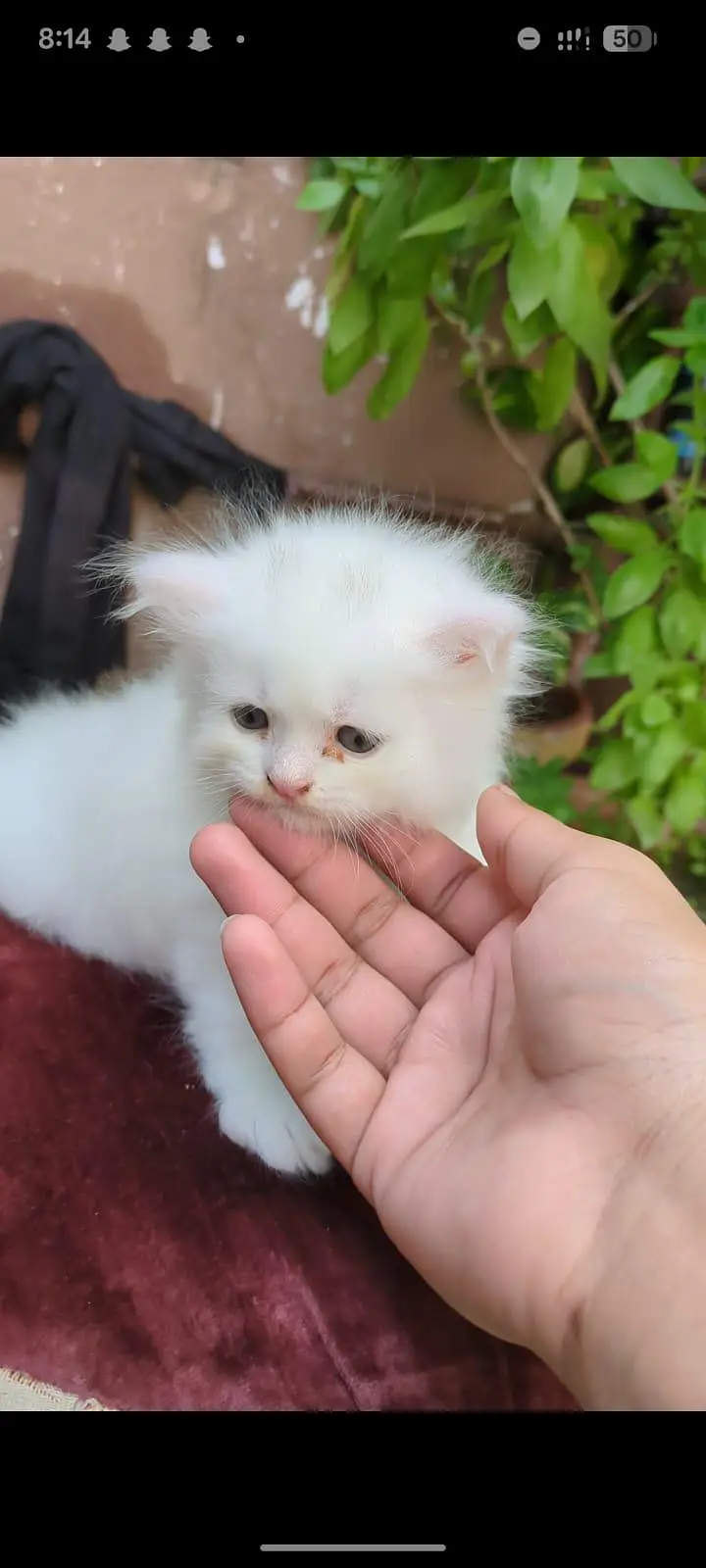 Persian kittens punch face — photo 3