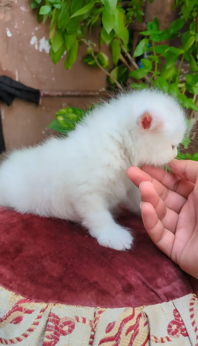 Persian kittens punch face — photo 4