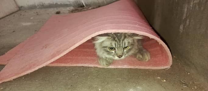 persian male cat's 2 punch face