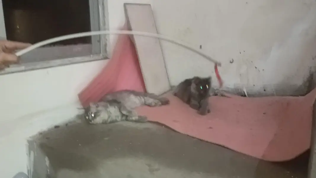 persian male cat's 2 punch face — photo 2