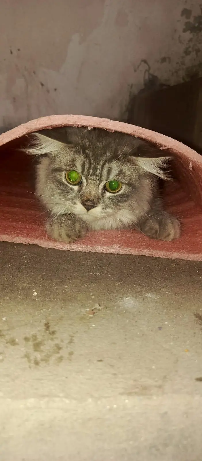 persian male cat's 2 punch face — photo 3