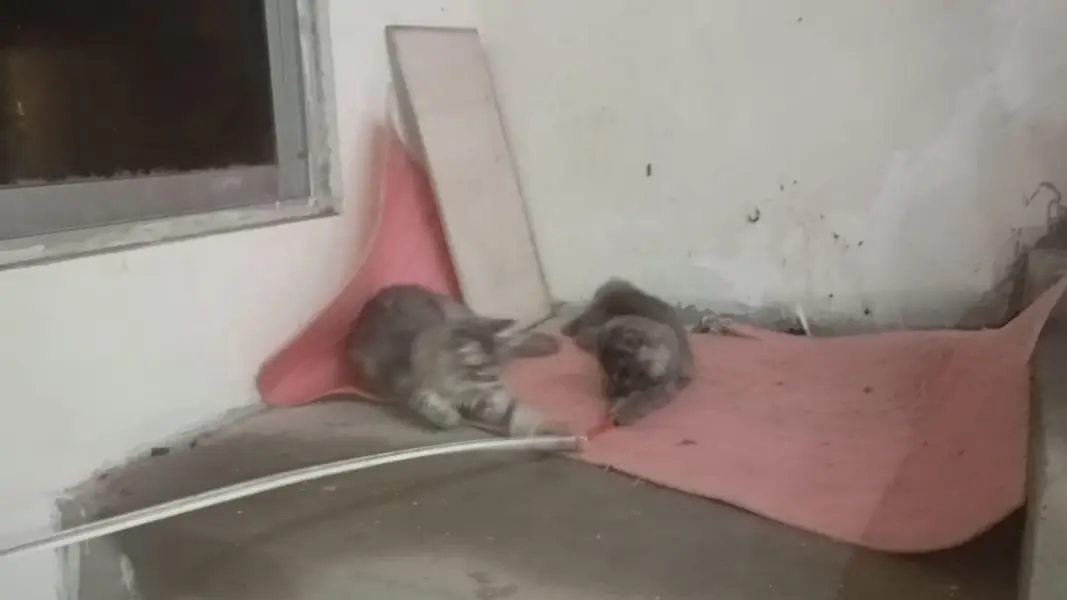persian male cat's 2 punch face — photo 4