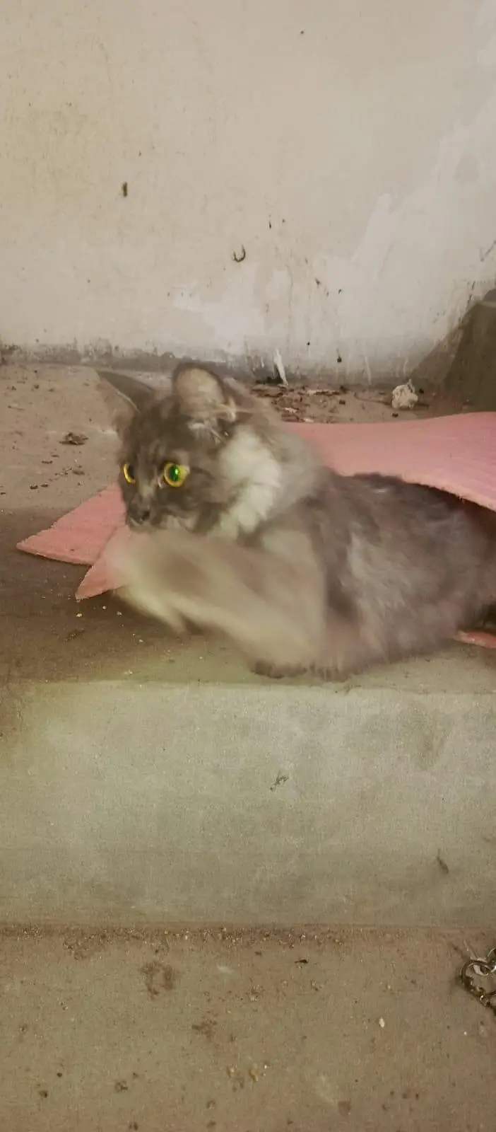 persian male cat's 2 punch face — photo 7