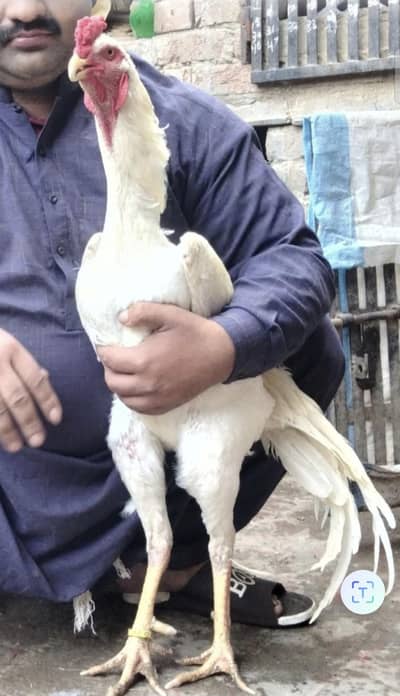 king shamo mail ring bird