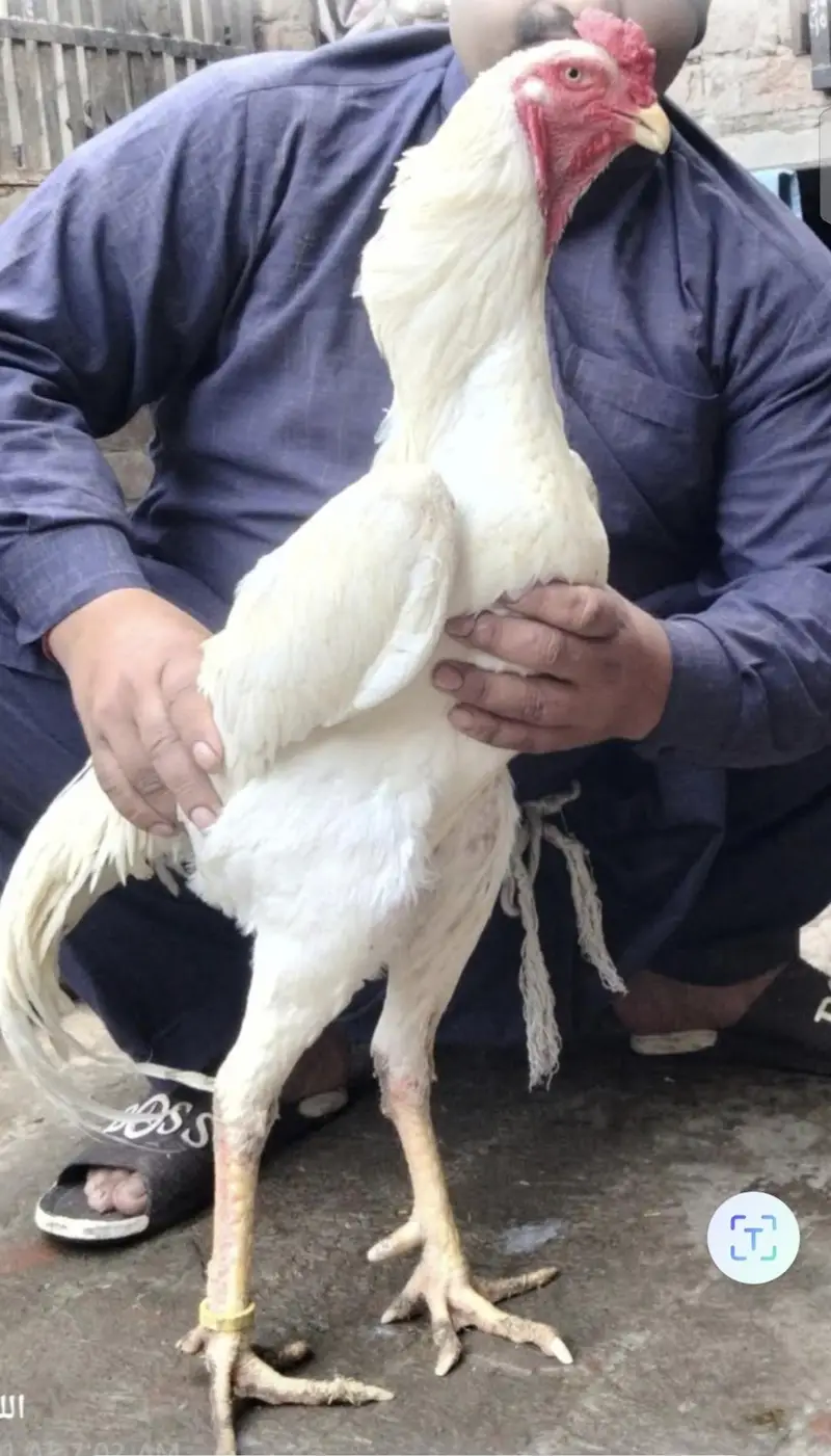 king shamo mail ring bird — photo 2