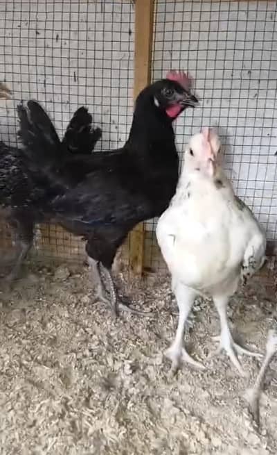 Desi Misri Chicks | Available