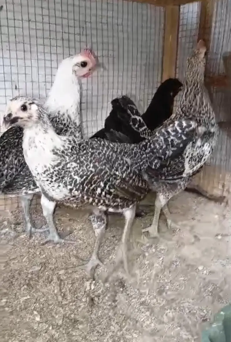 Desi Misri Chicks | Available — photo 2