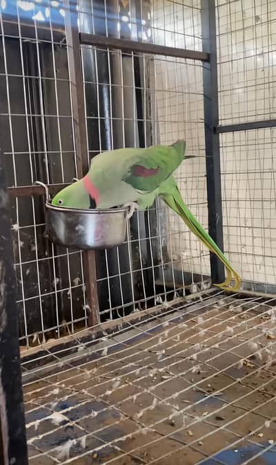 kashmiri raw parrot voice train and train