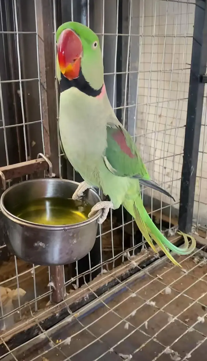 kashmiri raw parrot voice train and train — photo 2