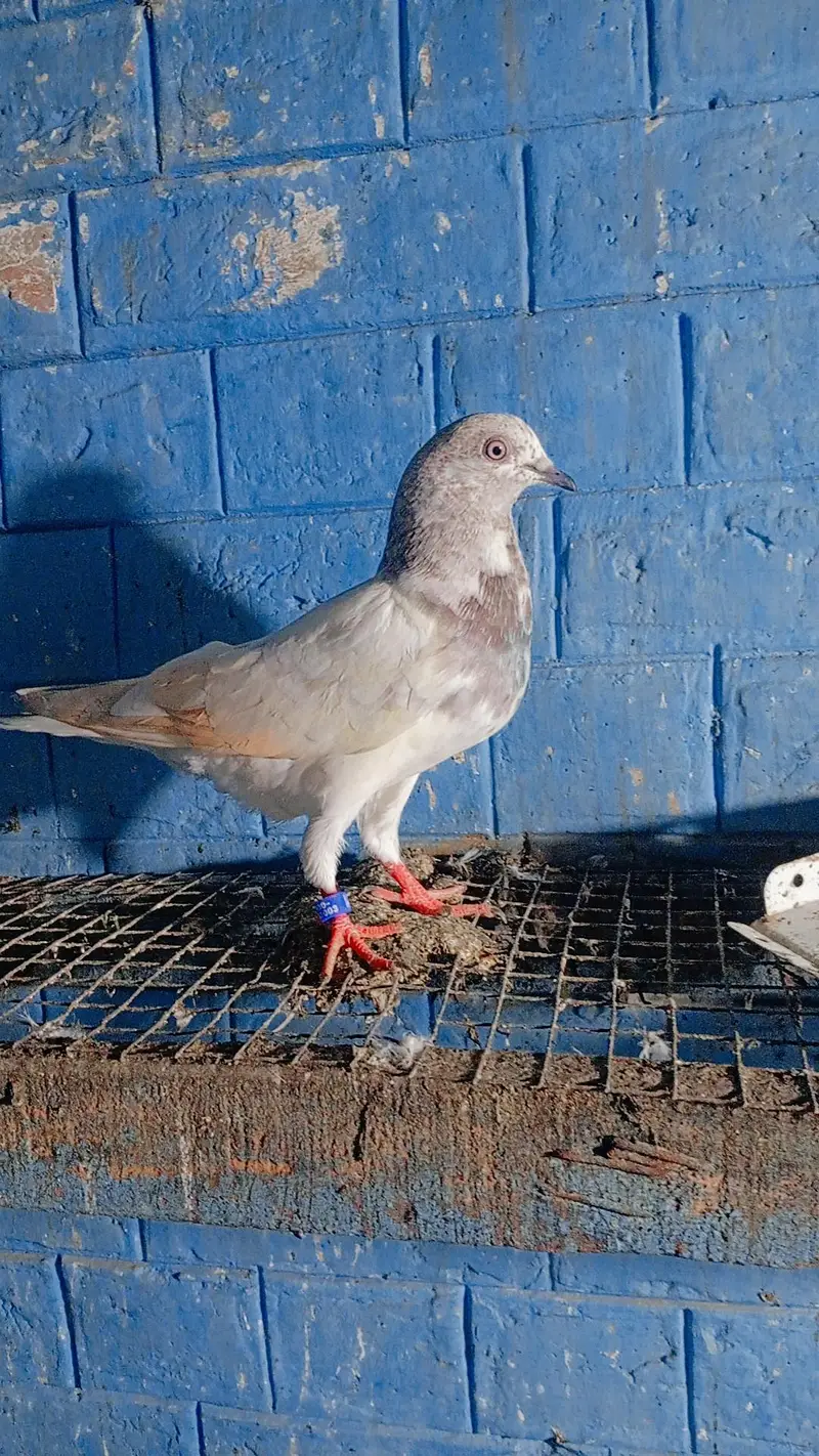 4 Patti patta lakhe