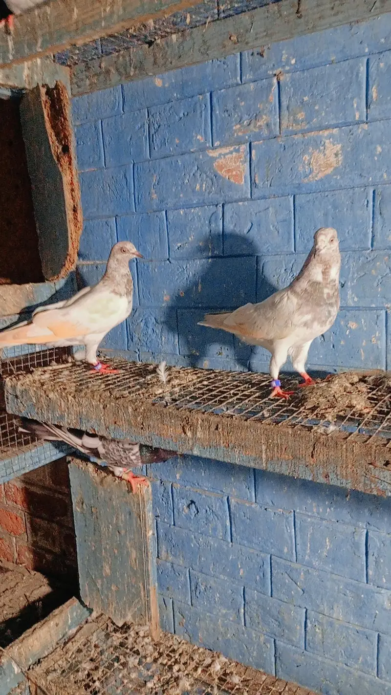 4 Patti patta lakhe — photo 2