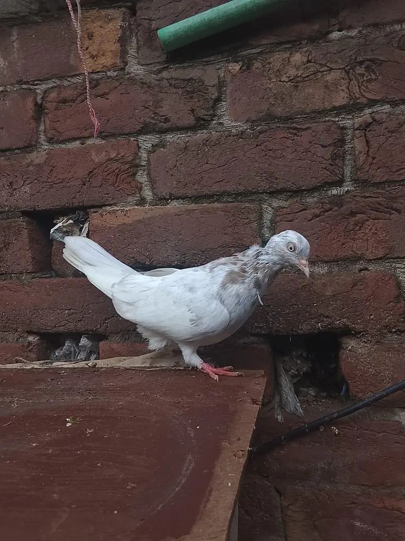 4 Patti patta lakhe — photo 3