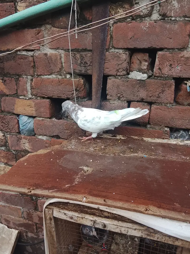 4 Patti patta lakhe — photo 5
