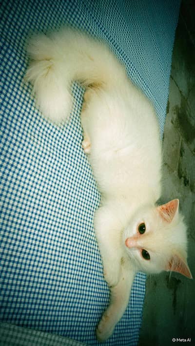 2 month Persian kitten _ snowy