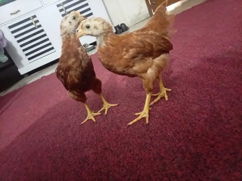 RIR Heritage Chicks — photo 2
