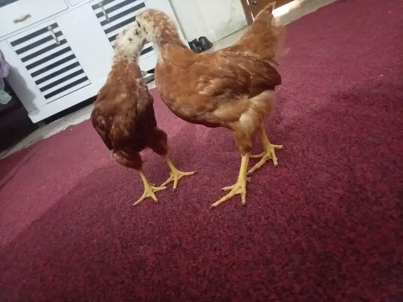 RIR Heritage Chicks — photo 3