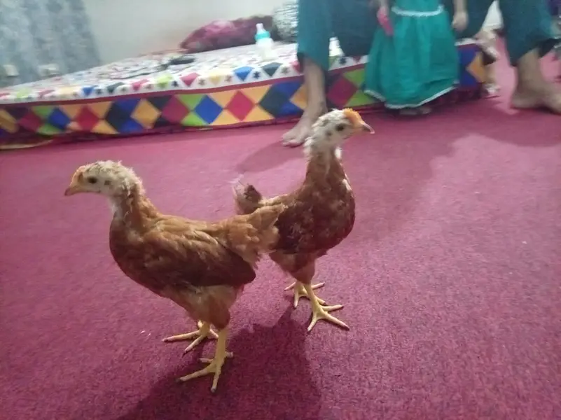 RIR Heritage Chicks — photo 4