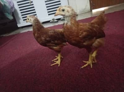 RIR Heritage Chicks