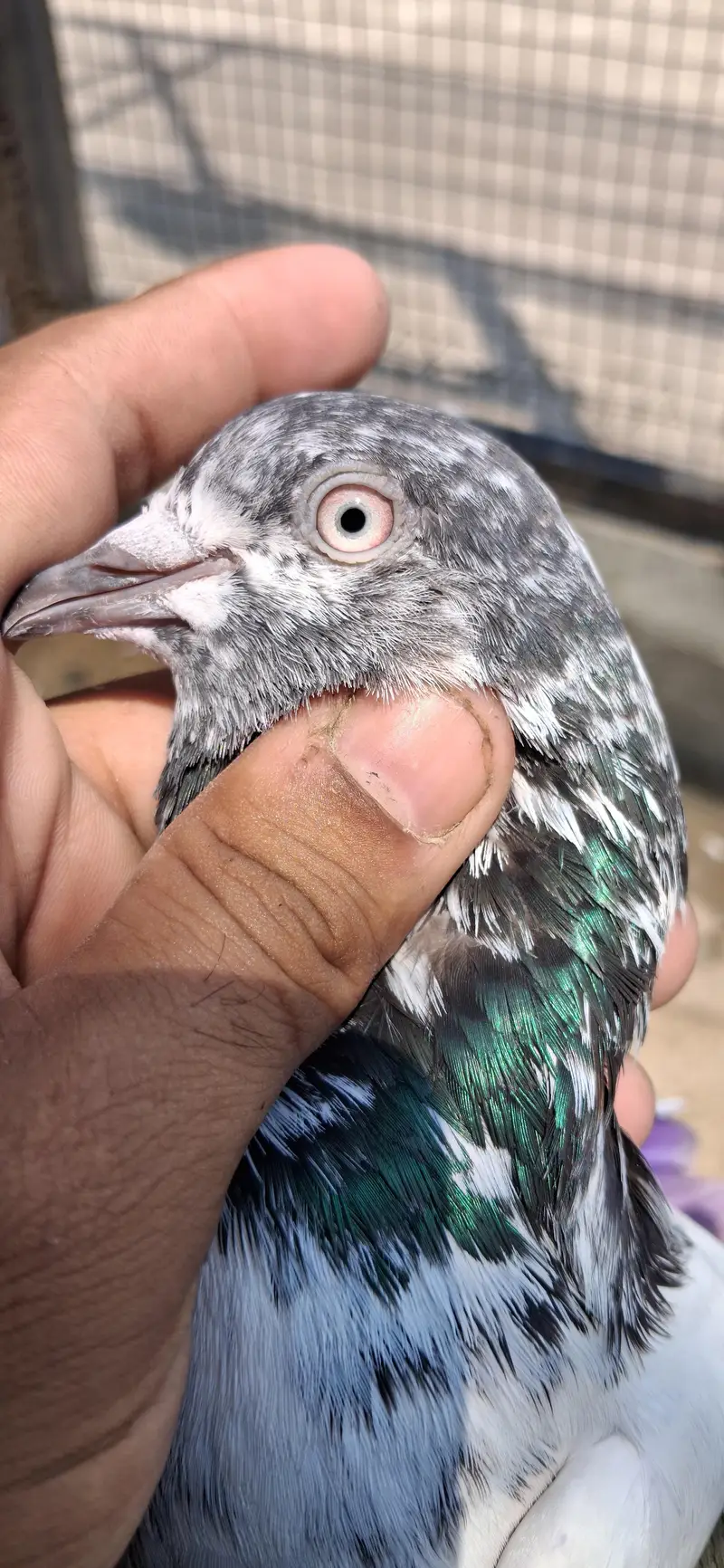 France chua male — photo 2