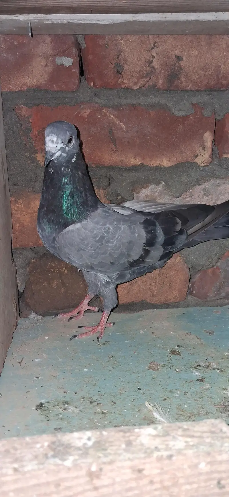 France chua male — photo 3