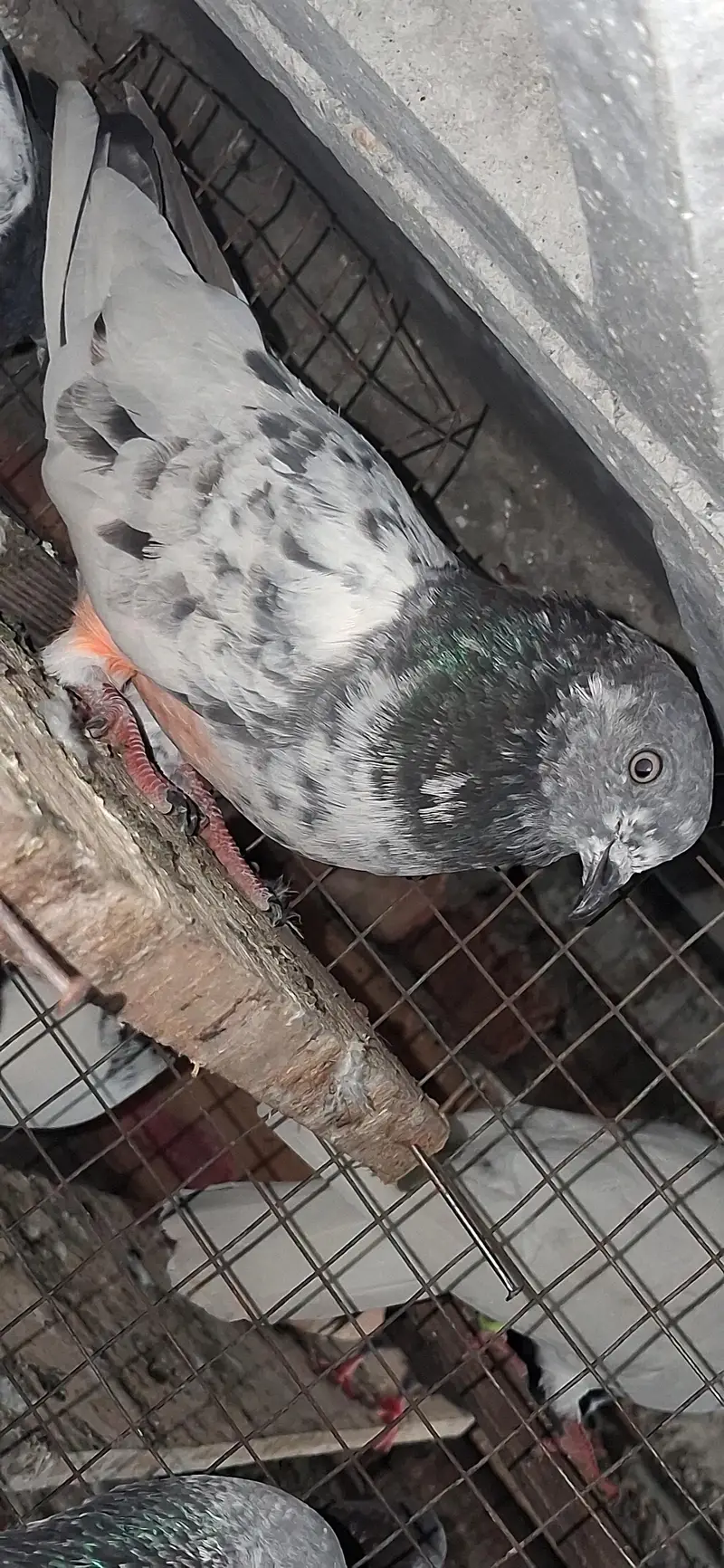 France chua male — photo 4