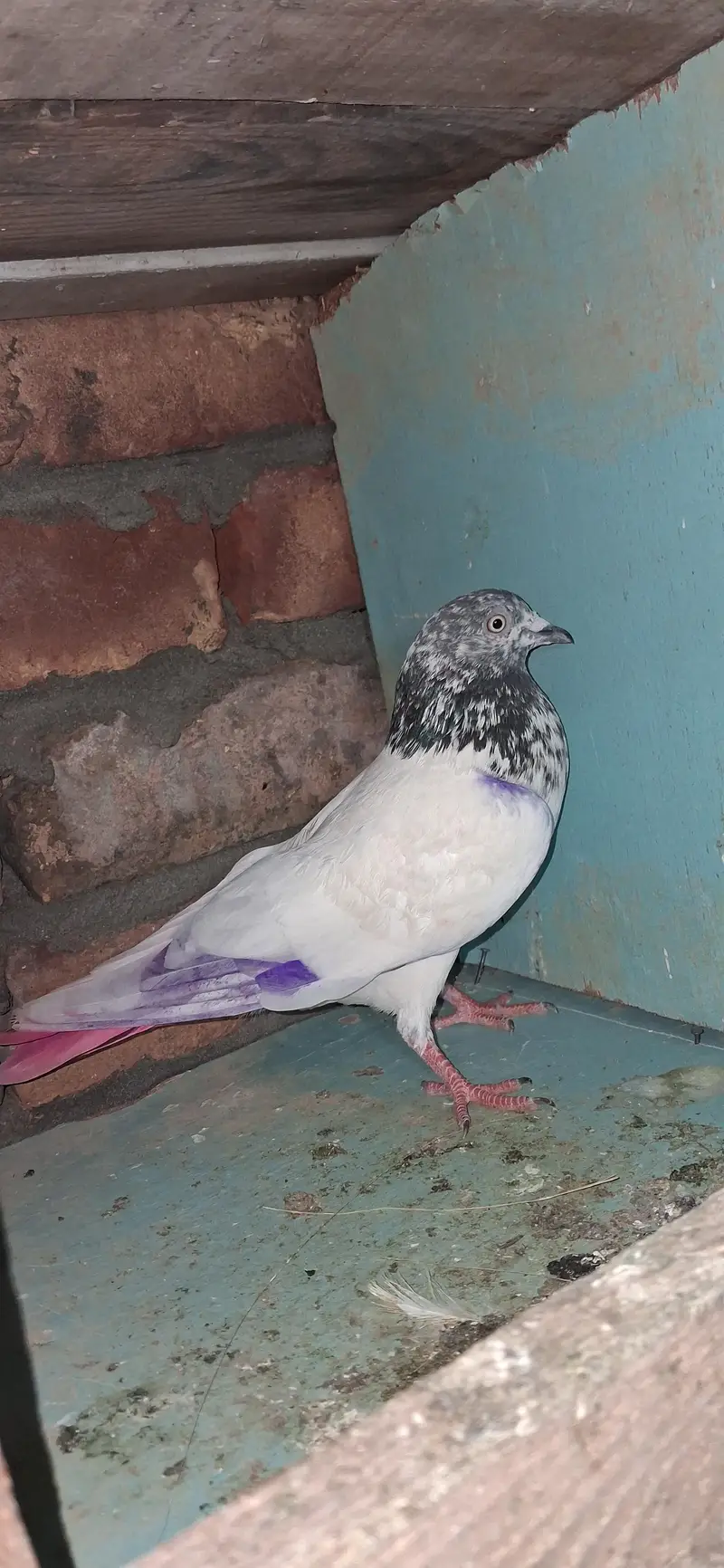 France chua male — photo 6