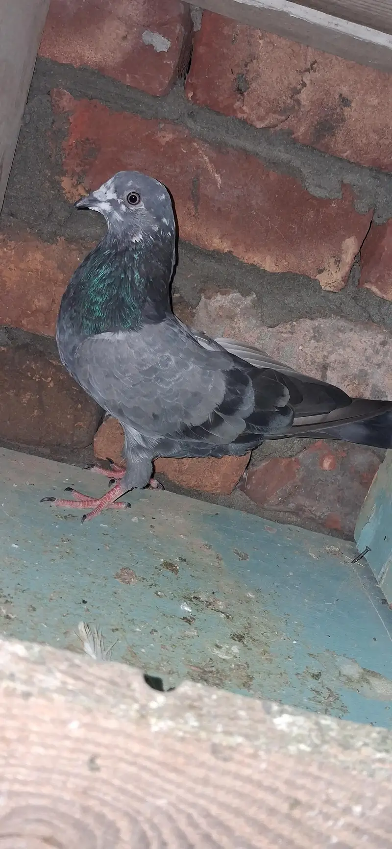 France chua male — photo 7