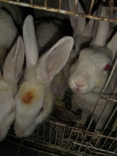 red eye /rabbit/female