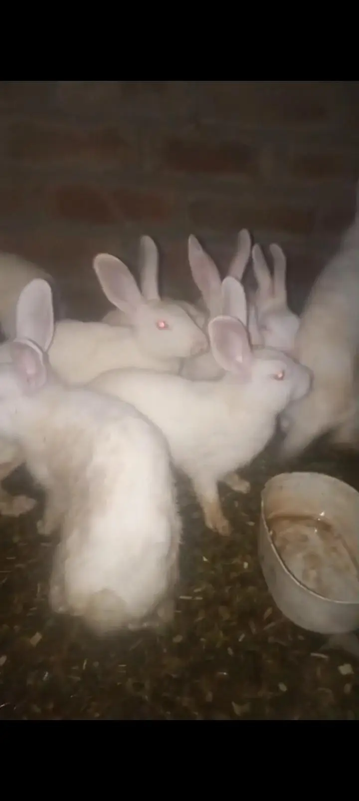 red eye /rabbit/female — photo 2