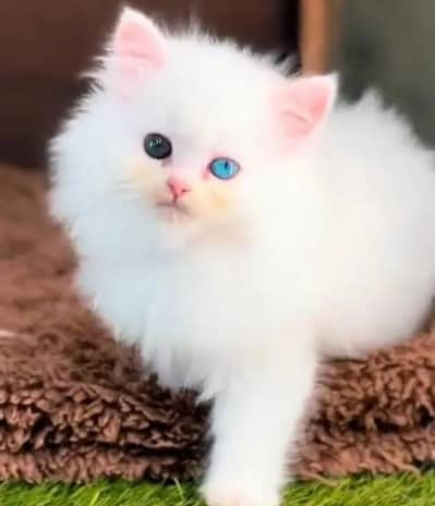 (Persian female kitten) (for sale all) (Pakistan delivery available)