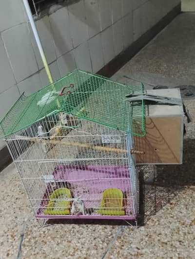 Confirm breeder love bird with DNA card  with cage