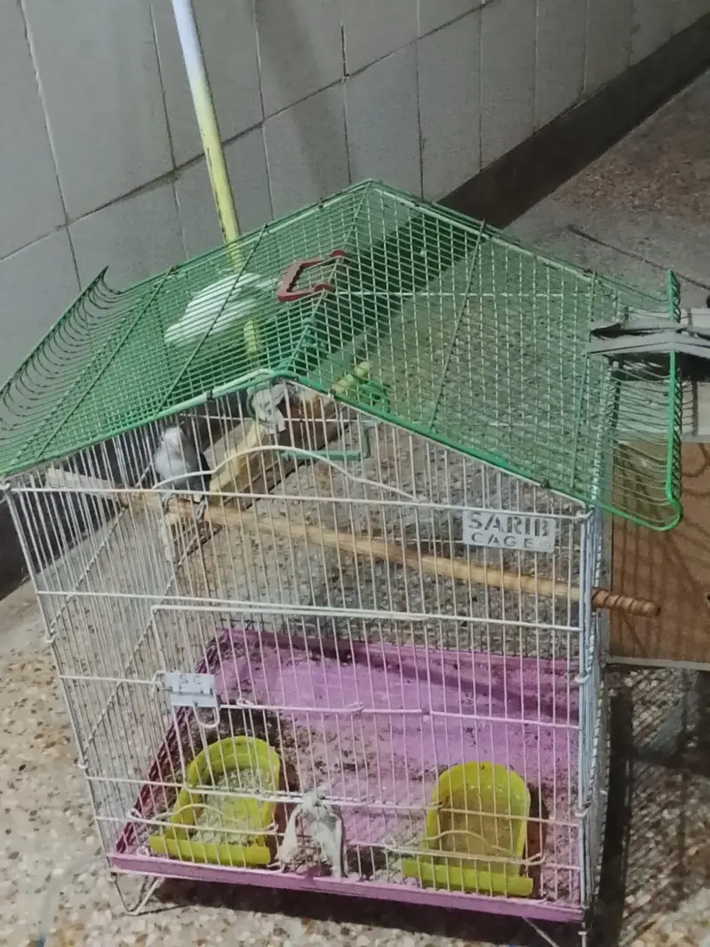 Confirm breeder love bird with DNA card  with cage — photo 2