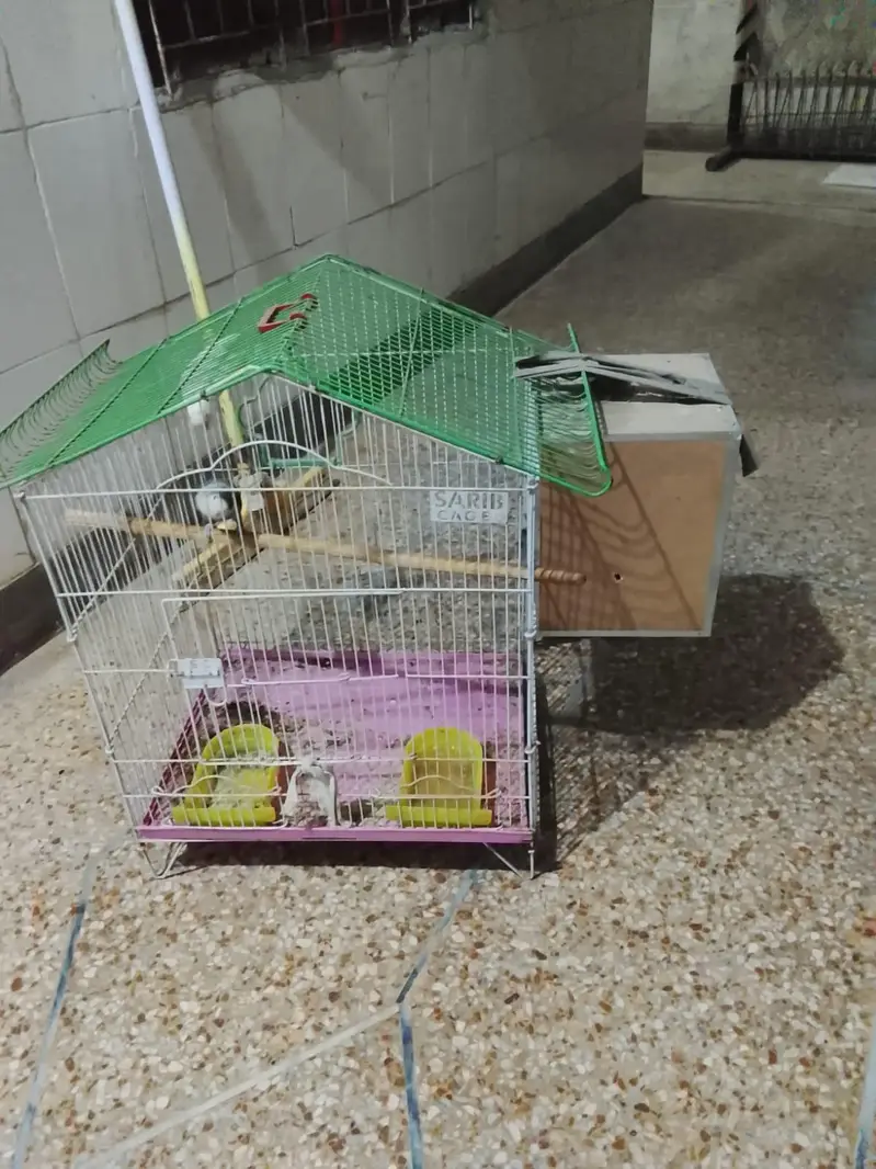Confirm breeder love bird with DNA card  with cage — photo 3