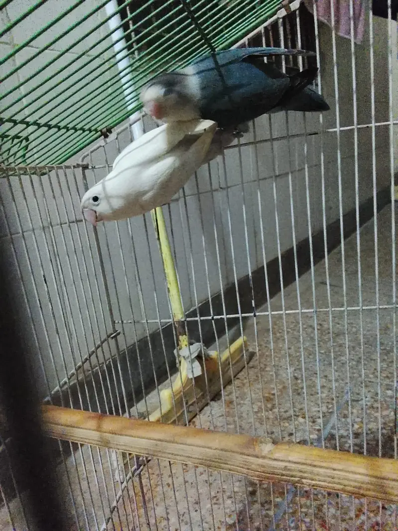 Confirm breeder love bird with DNA card  with cage — photo 4
